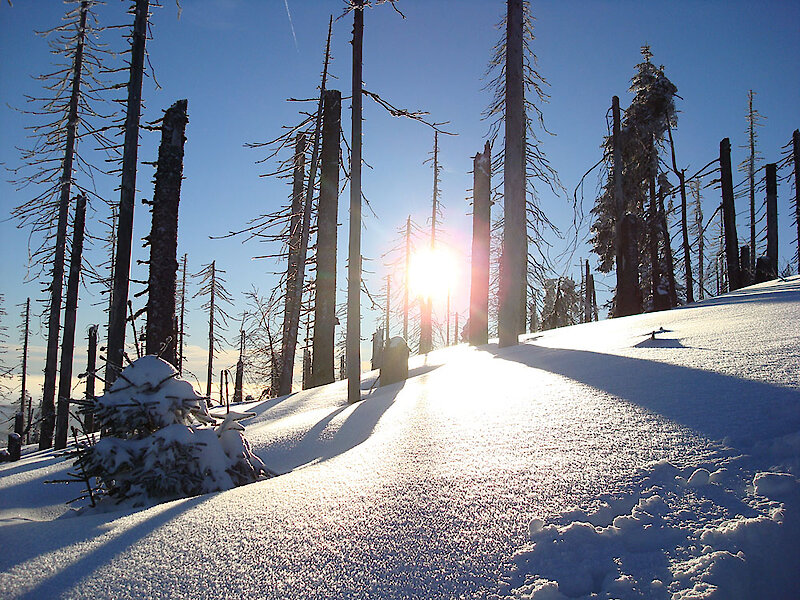 Winter im Bayerischen Wald
